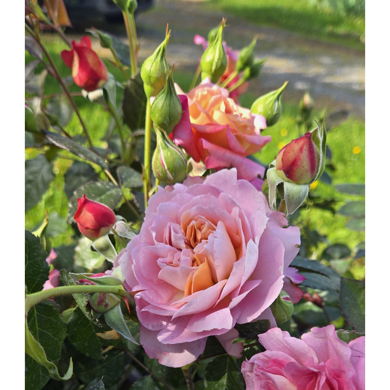 Shrub rose Jardins d'Arménie®