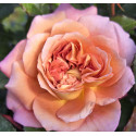 Rosier buisson Jardins d'Arménie®