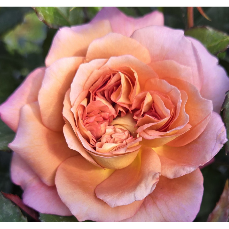 Rosier buisson Jardins d'Arménie®