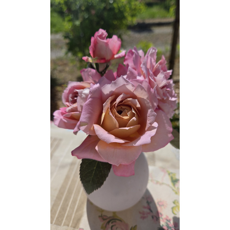 Shrub rose Jardins d'Arménie®