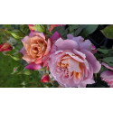 Rosier buisson Jardins d'Arménie®