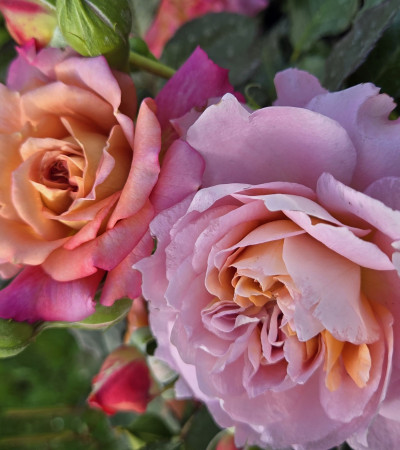 Shrub rose Jardins d'Arménie®
