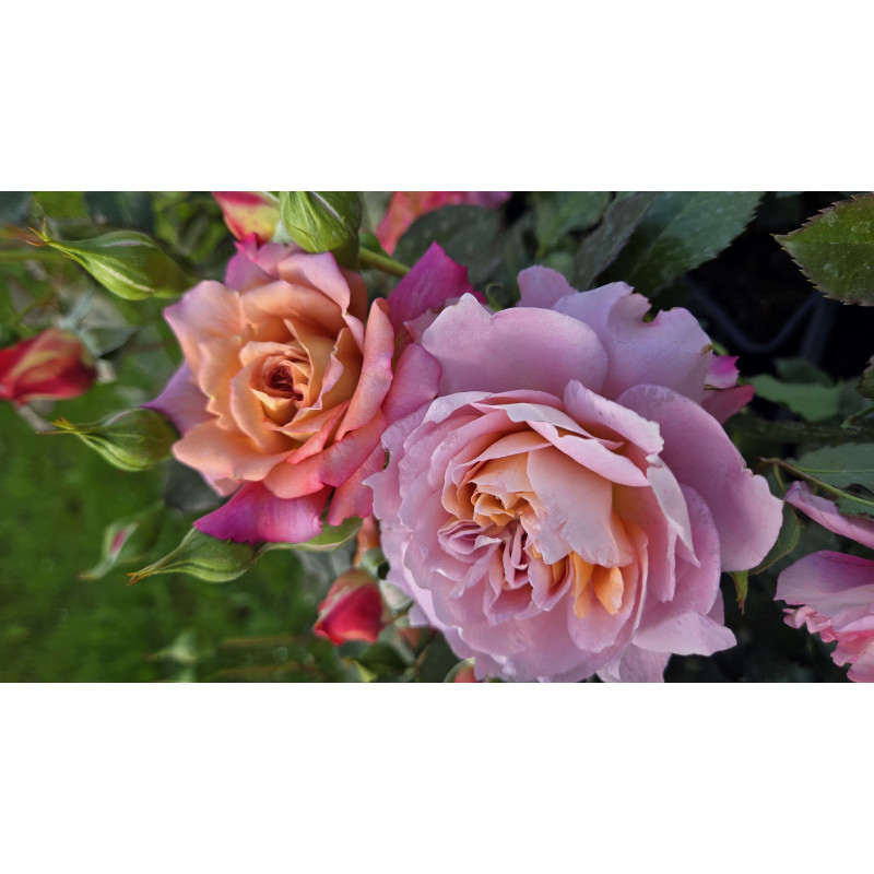 Shrub rose Jardins d'Arménie®