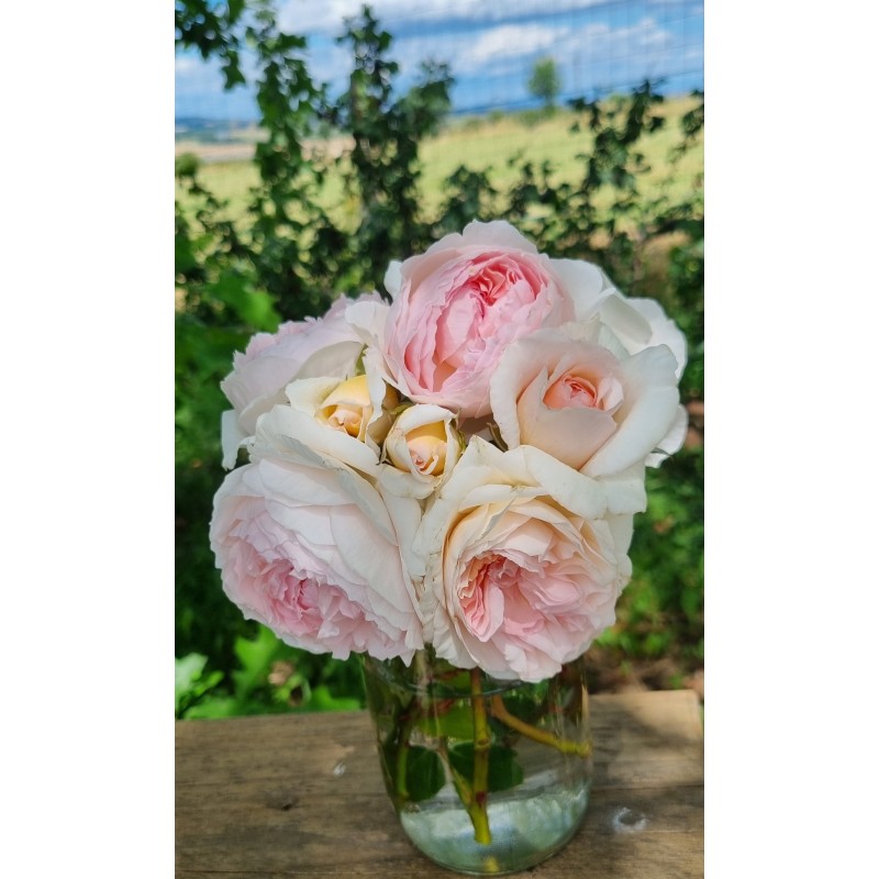 Roseraie DUCHER - Rosier buisson Lafayette, Héros des deux mondes®, buisson rose dégradé, très parfumé et  très remontant