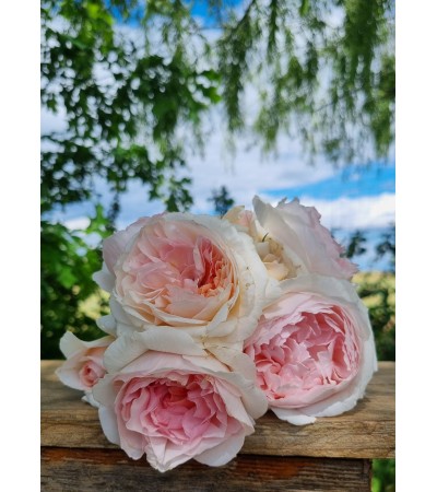 Roseraie DUCHER - Rosier buisson Lafayette, Héros des deux mondes®, buisson rose dégradé, très parfumé et  très remontant