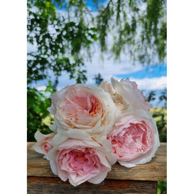 Roseraie DUCHER - Rosier buisson Lafayette, Héros des deux mondes®, buisson rose dégradé, très parfumé et  très remontant