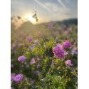 Hydrolat de rose de damas, production locale,  sans conservateur et sans ingrédient de synthèse-Roseraie Ducher