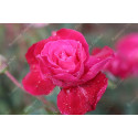 Shrub rose Rose Romarin
