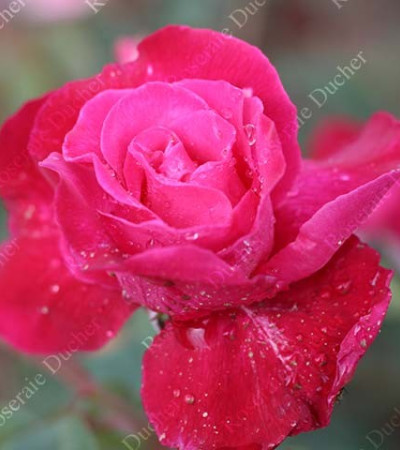 Rosier buisson Rose Romarin