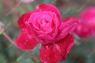Rosier buisson Rose Romarin