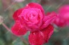 Rosier buisson Rose Romarin
