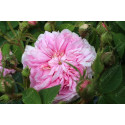 Rosier buisson damas ispahan 