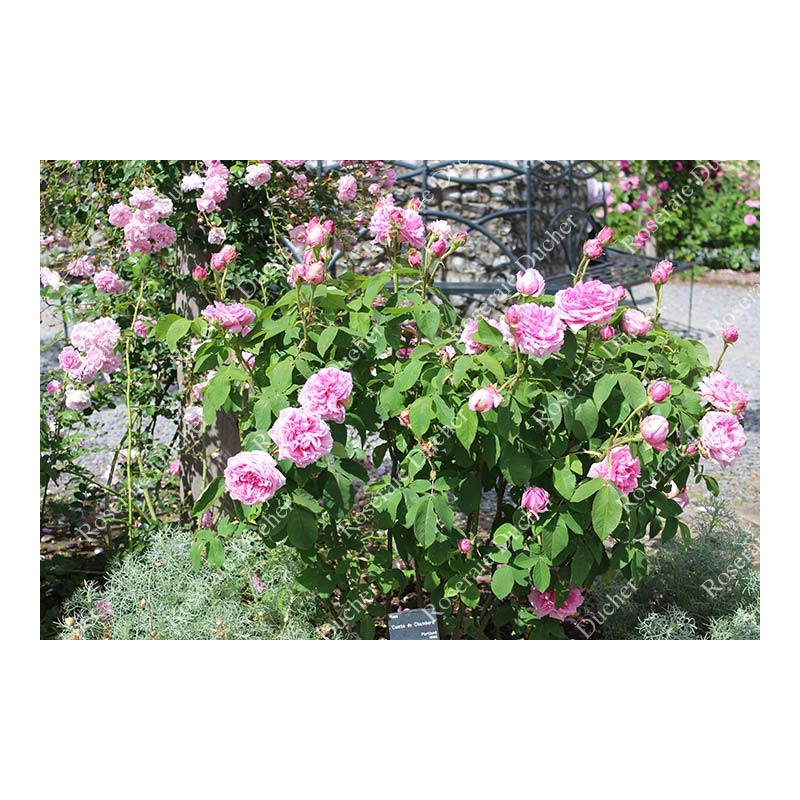 Rosier buisson Comte de Chambord