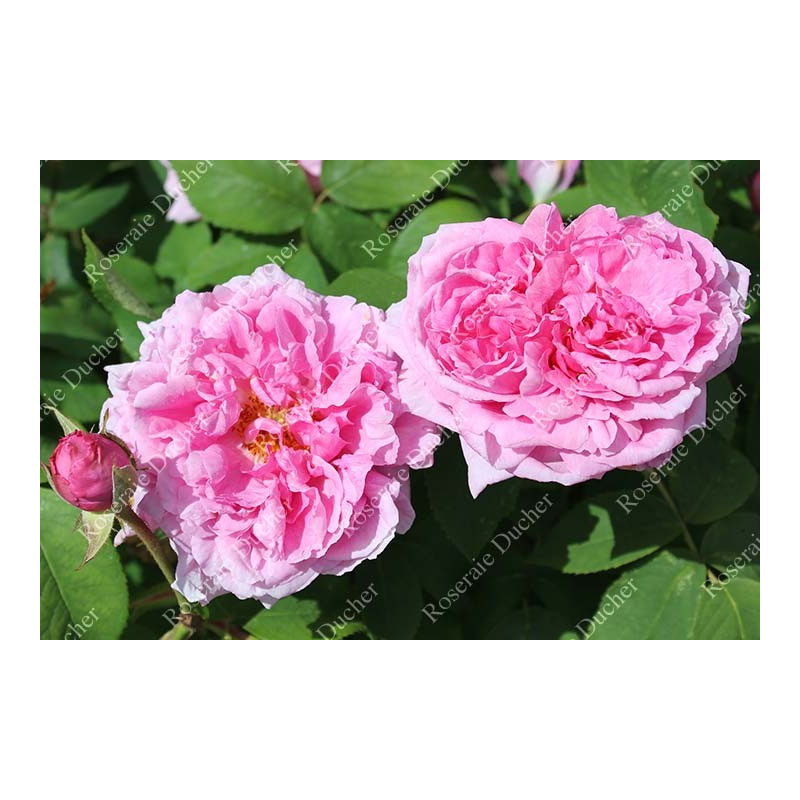 Shrub rose Comte de Chambord