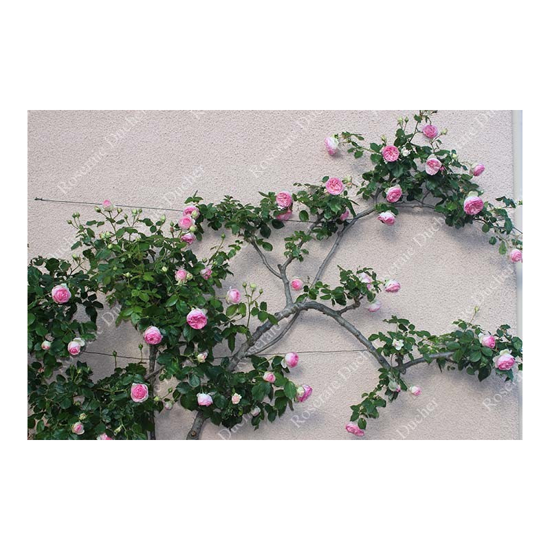 Climbing rose Pierre de Ronsard ®