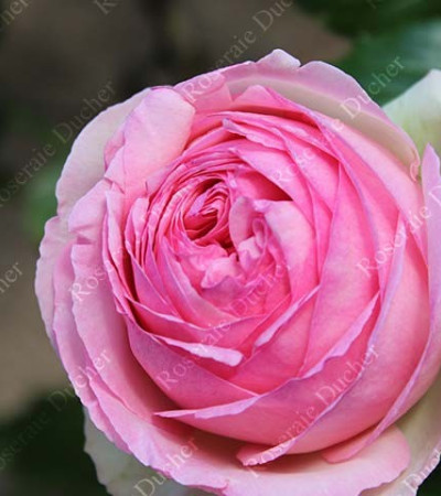 Climbing rose Pierre de Ronsard ®