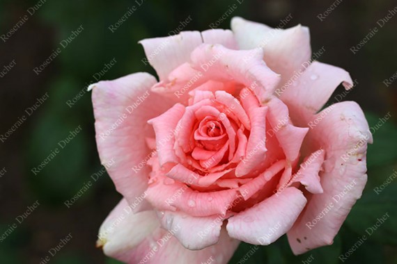 Shrub rose creation Belle de la Carniere ®