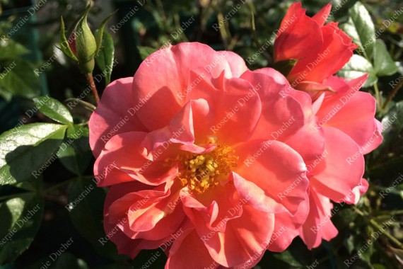 Shrub rose creation Belle de Menthon ®