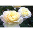 Shrub rose creation Benoite Groult ®