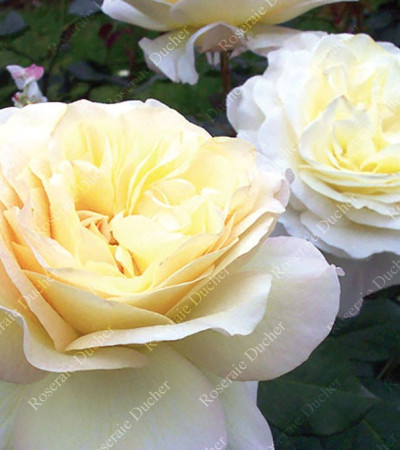 Shrub rose creation Benoite Groult ®