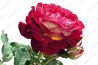 Shrub rose creation Bernard Mas ®