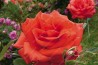 Shrub rose creation Clotilde Courau ®