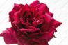 Shrub rose creation Ducher 1845 ®