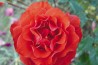 Shrub rose creation Frank Morgan's Sunset ®