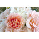 Shrub rose creation Jean de Luxembourg, roi de Boheme ®