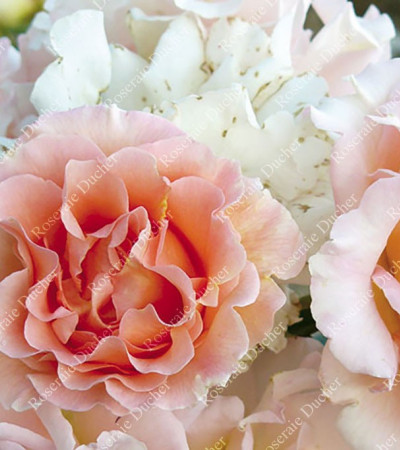 Shrub rose creation Jean de Luxembourg, roi de Boheme ®