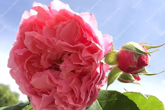 Shrub rose creation L'Art des Jardins ®
