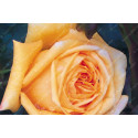 Shrub rose creation Renaissance de Flechere ®
