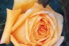 Shrub rose creation Renaissance de Flechere ®