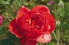 Shrub rose creation Stephane Bern ®