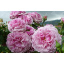 Climbing rose creation Florence Ducher ®