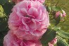 Climbing rose creation Florence Ducher ®