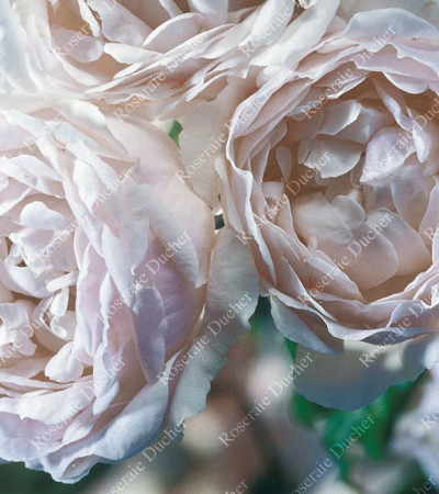 Climbing rose Aimee Vibert