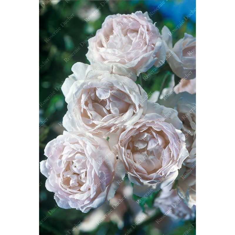 Rosier grimpant Aimée Vibert