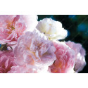 Rosier grimpant Blush Noisette