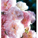 Rosier grimpant Blush Noisette