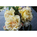 Rosier grimpant Bouquet d'Or