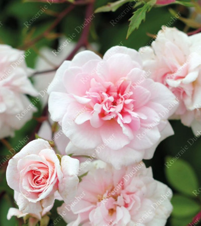Climbing rose Cecile Brunner grimpant