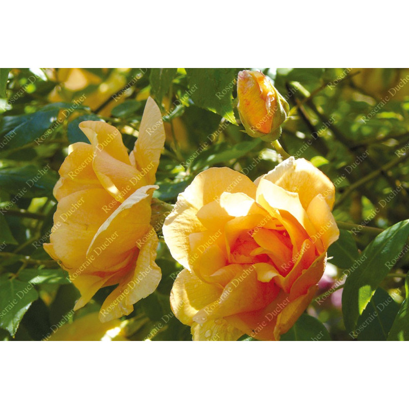 Rosier grimpant Crépuscule