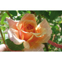 Climbing rose Gruss an Coburg Climbing