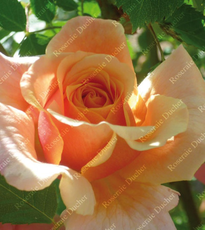 Climbing rose Gruss an Coburg Climbing