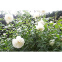 Climbing rose Iceberg Climbing