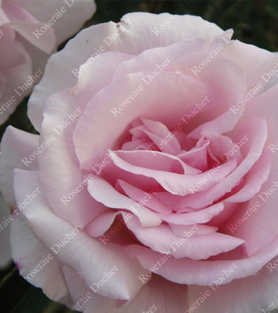 Climbing rose Kathleen Harrop