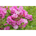 Climbing rose Rose de Monplaisir ®