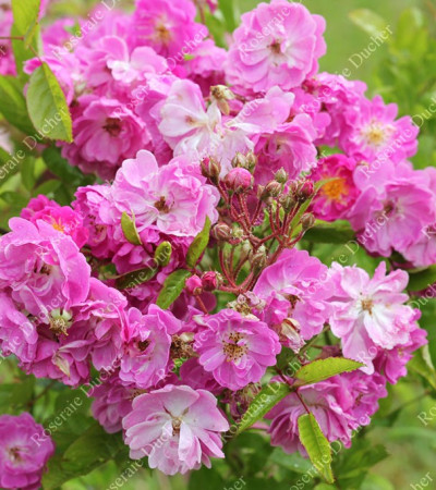 Climbing rose Rose de Monplaisir ®