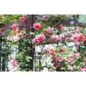 Climbing rose Madame Edouard Herriot
